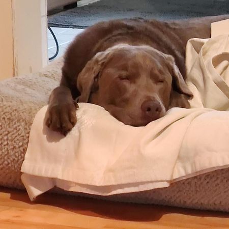 Bed & Breakfast Bonn 24 Mai Bis14 Juni Mit Hund In Der Wohnung Bagian luar foto