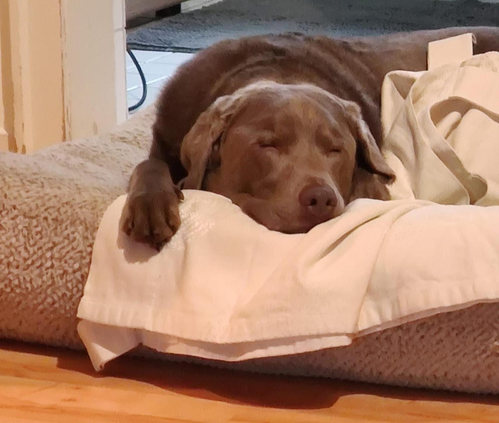 Bed & Breakfast Bonn 24 Mai Bis14 Juni Mit Hund In Der Wohnung Bagian luar foto