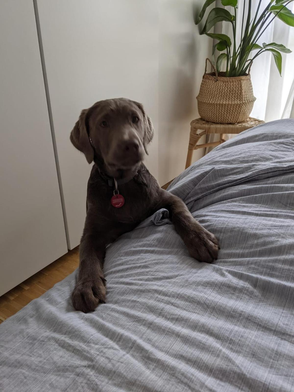 Bed & Breakfast Bonn 24 Mai Bis14 Juni Mit Hund In Der Wohnung Bagian luar foto